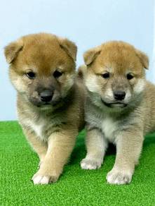 Q111 Shiba Inu brown haired puppy