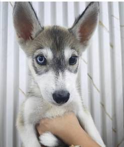 bi colour eye Siberian husky 