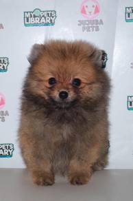 f14  Lovely Pomeranian Dog