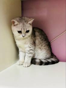 bsh silver shaded