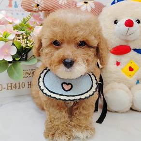 Tiny Poodle