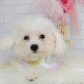 Bichon Frise