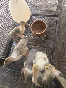 Itik Serati