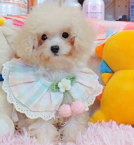Poodle