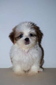 D12 Fluffy Shih Tzu Dog
