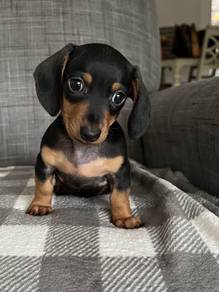 J4418 Adored Dachshnd Cutu Long Body Puppy Baby Pu
