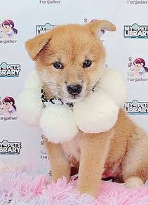 Shiba inu