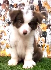 Border collie Mka certificate and microchip