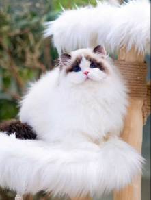 RagDoll