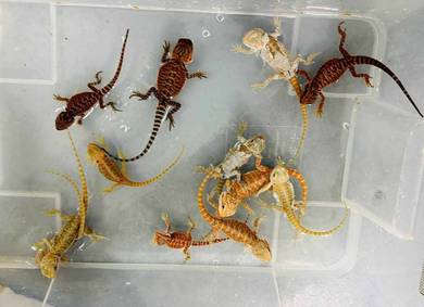 Bearded Dragon (babies)