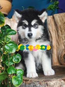 Alaskan Husky (M)