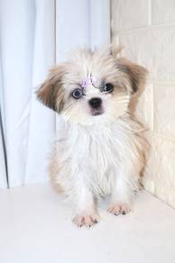 J0178 Shih Tzu Teddy Bear Companion Dog