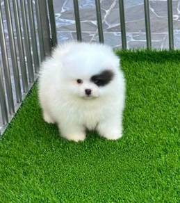 POMERANIAN PUPPIES A260 🌻 Sort of shine - Male