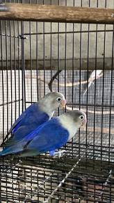 lovebirds sepasang