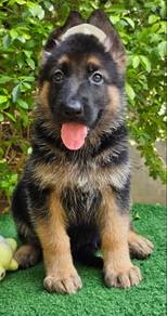 GERMAN SHEPHERD PUPPIES GSD154 🐻 Good structure