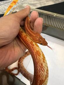 Corn Snake Ular jagung (Half striped morph)