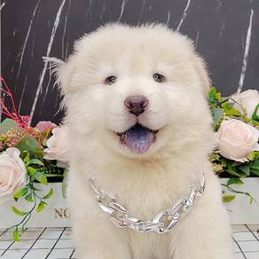 Chow Chow