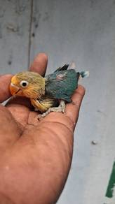 Burung love