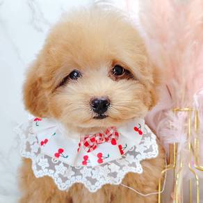 Poodle