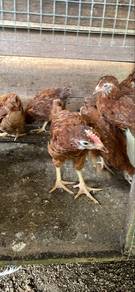 Ayam penelur dan pembaka (RIR)product