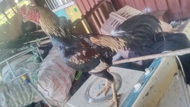 Ayam