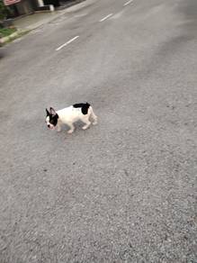 French Bulldog female