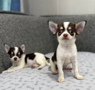 CHIHUAHUA PUPPIES 165🌷Head Apple Bonnie Dog Girl