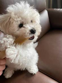Dreamy Bichon cute white fluffy curly teddy bear p