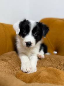 Border Collie Black & White