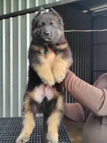 GSD German Shepherd for rehome