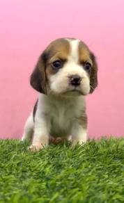 Beagle puppy male tri and lemon color