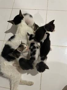 Adoption with fee