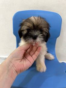 Classic! Tri Colour Shih Tzu Puppy 西施犬宝宝 2710A