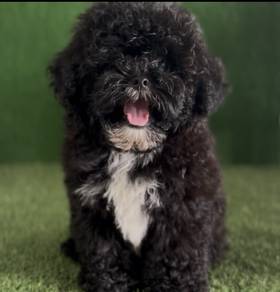 black shipoo puppy
