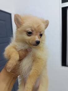 homebreed pure breed Pomeranian