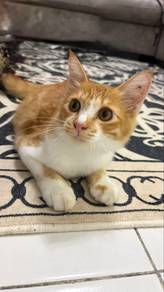 kucing oyen untuk di rehome
