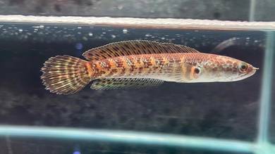 Ikan Channa fish Auranti Cobra 4 inch (ACS-15)
