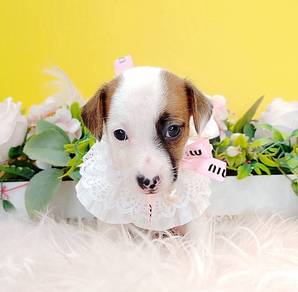 Jack Russell