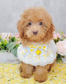 Poodle