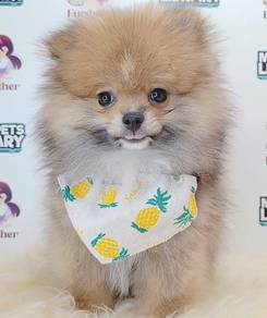 Pomeranian