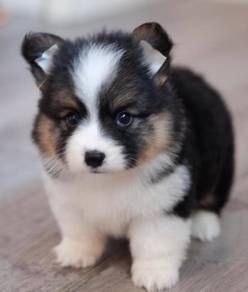 CORGI PUPPIES C185 🌻 Lovely Male