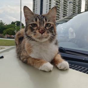 kucing 