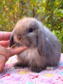 holland lop rabbit bunny