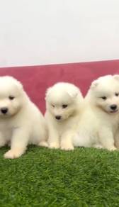 Samoyed puppies good quality