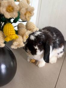 Mini Holland lop rabbit