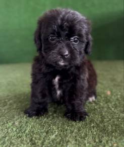 shipoo puppy
