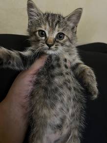 Grey Tabby Cat