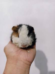 guinea pig gp tikus belanda