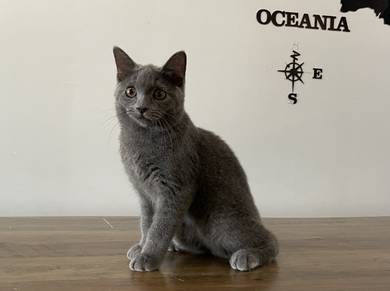 Munchkin Non- Standard (Male)