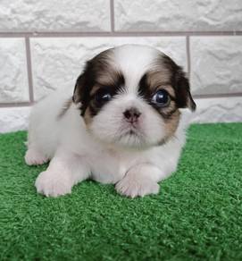 SHIH TZU PUPPIES A298 🌻 Small Dog Fluffy